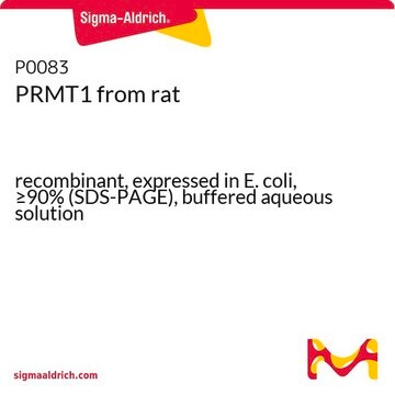 PRMT1 from rat recombinant, expressed in E. coli, &#8805;90% (SDS-PAGE), buffered aqueous solution