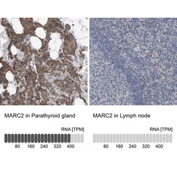 Anti-MARC2 antibody produced in rabbit Prestige Antibodies&#174; Powered by Atlas Antibodies, affinity isolated antibody, buffered aqueous glycerol solution