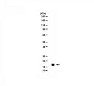 Anti-Histone H3 Antibody, CT Antibody, pan from rabbit, purified by affinity chromatography