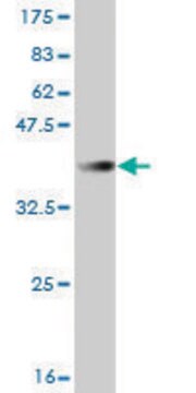 Monoclonal Anti-FBXL3 antibody produced in mouse clone 3C4, purified immunoglobulin, buffered aqueous solution