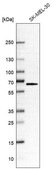 Anti-SLC43A1 antibody produced in rabbit Prestige Antibodies&#174; Powered by Atlas Antibodies, affinity isolated antibody, buffered aqueous glycerol solution
