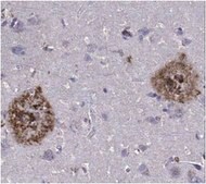 Anti-Amyloid Beta (ABeta) x-42 Antibody, clone 12F4 clone 12F4, from mouse