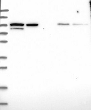Anti-PDCD6IP antibody produced in rabbit Prestige Antibodies&#174; Powered by Atlas Antibodies, affinity isolated antibody, buffered aqueous glycerol solution