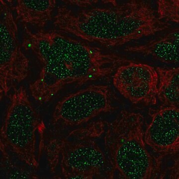 Anti-Bmp7 Antibody Produced In Rabbit Prestige Antibodies&#174; Powered by Atlas Antibodies, affinity isolated antibody, buffered aqueous glycerol solution