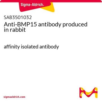 Anti-BMP15 antibody produced in rabbit affinity isolated antibody