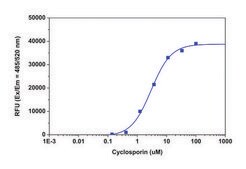 Multidrug Resistance Assay Kit (Fluorometric MDR Assay)