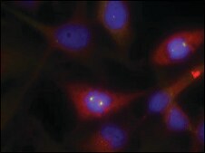 Anti-CTNNB1 (Ab-33) antibody produced in rabbit affinity isolated antibody