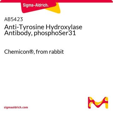 Anti-Tyrosine Hydroxylase Antibody, phosphoSer31 Chemicon&#174;, from rabbit