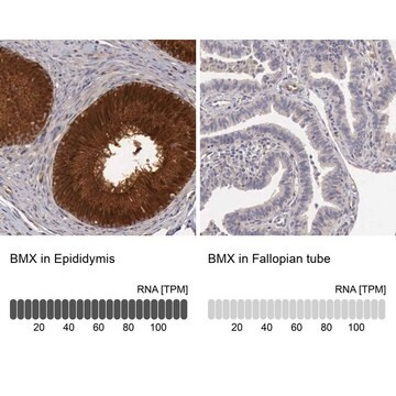 Anti-BMX antibody produced in rabbit Prestige Antibodies&#174; Powered by Atlas Antibodies, affinity isolated antibody, buffered aqueous glycerol solution