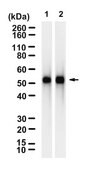 Anti-pan-Amylase Antibody, clone 3K13 ZooMAb&#174; Rabbit Monoclonal recombinant, expressed in HEK 293 cells