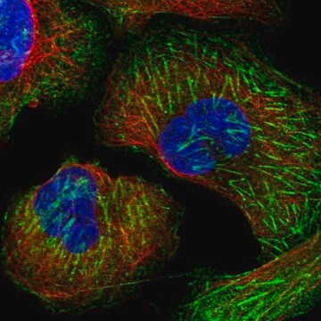 Anti-LRRFIP2 antibody produced in rabbit Prestige Antibodies&#174; Powered by Atlas Antibodies, affinity isolated antibody