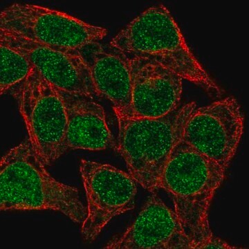 Anti-TCF7 antibody produced in rabbit Prestige Antibodies&#174; Powered by Atlas Antibodies, affinity isolated antibody