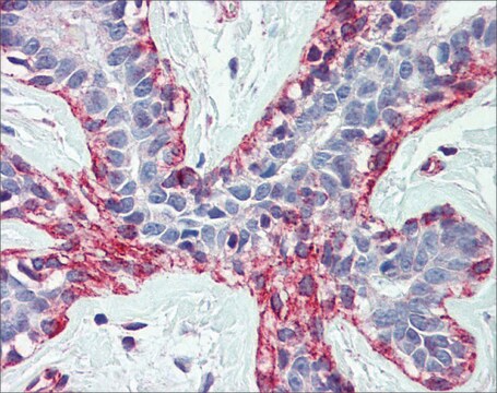 Anti-ACTB affinity isolated antibody