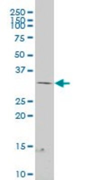 ANTI-FRZB antibody produced in mouse clone 4B8, purified immunoglobulin, buffered aqueous solution