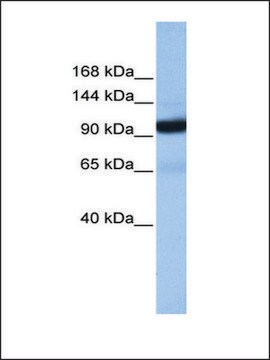 Anti-COPB1 antibody produced in rabbit affinity isolated antibody