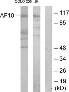 Anti-AF10 antibody produced in rabbit affinity isolated antibody