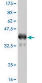 ANTI-TLR9 antibody produced in mouse clone 2G3, purified immunoglobulin, buffered aqueous solution