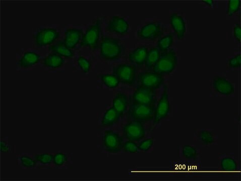 Monoclonal Anti-TRIM33 antibody produced in mouse clone 6F4, purified immunoglobulin, buffered aqueous solution