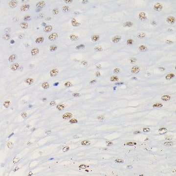 Anti-Phospho-Smad3-S423/S425 antibody produced in rabbit