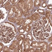 Anti-COPG1 antibody produced in rabbit Prestige Antibodies&#174; Powered by Atlas Antibodies, affinity isolated antibody