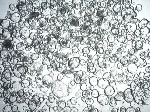 3dGRO Descending Colon Intestinal Organoids, Age 36 (Prep ht-213-CD)