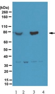 Anti-phospho PIX Antibody (Ser340) from rabbit, purified by affinity chromatography