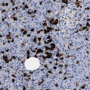 Anti-SLFN13 antibody produced in rabbit Prestige Antibodies&#174; Powered by Atlas Antibodies, affinity isolated antibody, buffered aqueous glycerol solution, Ab2