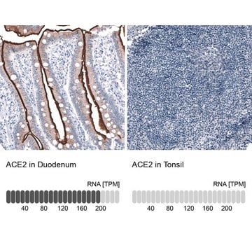 Monoclonal Anti-ACE2 antibody produced in mouse Prestige Antibodies&#174; Powered by Atlas Antibodies, clone CL4035, purified immunoglobulin