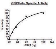 GSK3&#946; active human recombinant, expressed in baculovirus infected Sf9 cells, &#8805;80% (SDS-PAGE)