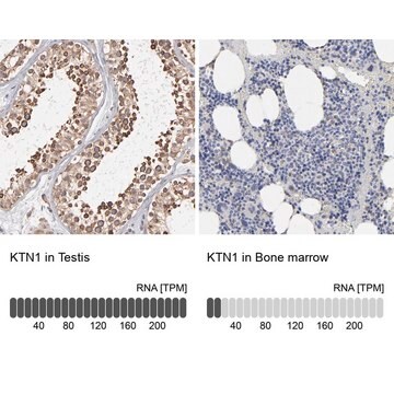 Anti-KTN1 antibody produced in rabbit Prestige Antibodies&#174; Powered by Atlas Antibodies, affinity isolated antibody, buffered aqueous glycerol solution