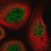Anti-RUNX1 antibody produced in rabbit Prestige Antibodies&#174; Powered by Atlas Antibodies, affinity isolated antibody