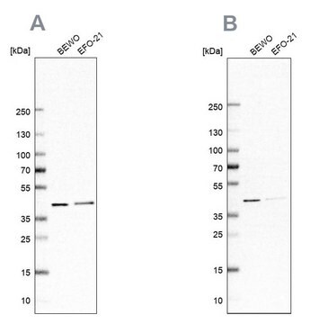 Anti-PCBP1 antibody produced in rabbit Prestige Antibodies&#174; Powered by Atlas Antibodies, affinity isolated antibody