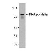 Monoclonal Anti-POLD1 antibody produced in mouse