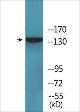 Anti-phospho-EGFR (pTyr1092) antibody produced in rabbit affinity isolated antibody