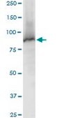 Anti-STAT5A antibody produced in mouse purified immunoglobulin, buffered aqueous solution
