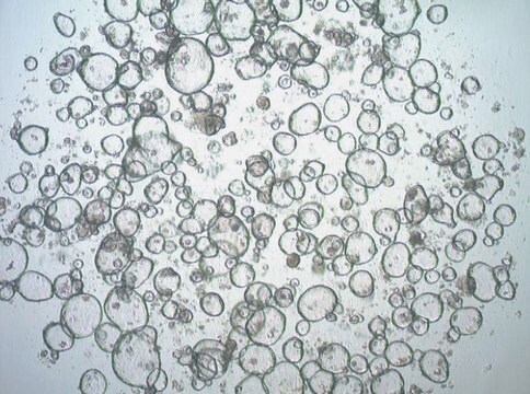 3dGRO Colon Intestinal Organoids, Age 45 (18-1417-N)