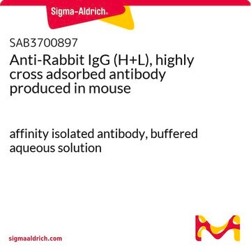 Anti-Rabbit IgG (H+L), highly cross adsorbed antibody produced in mouse affinity isolated antibody, buffered aqueous solution