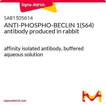 ANTI-PHOSPHO-BECLIN 1(S64) antibody produced in rabbit affinity isolated antibody, buffered aqueous solution
