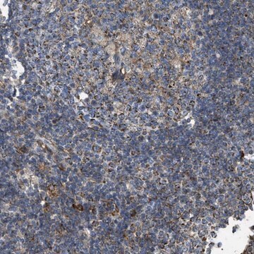 Anti-BTN3A1 antibody produced in rabbit Prestige Antibodies&#174; Powered by Atlas Antibodies, affinity isolated antibody, buffered aqueous glycerol solution