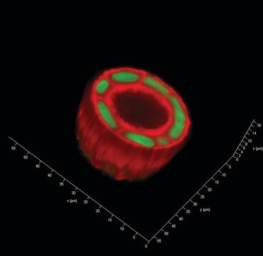 TrueGel3D Polymer Modified for slow gelling (SLO-DEXTRAN), allow cell recovery