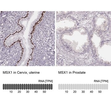 Anti-MSX1 antibody produced in rabbit Prestige Antibodies&#174; Powered by Atlas Antibodies, affinity isolated antibody