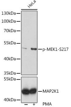 Anti-Phospho-MEK1-S217 antibody produced in rabbit