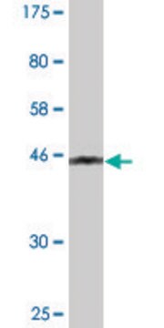 Monoclonal Anti-PMCH antibody produced in mouse clone 1D1, purified immunoglobulin, buffered aqueous solution