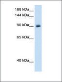 Anti-NR3C2 antibody produced in rabbit IgG fraction of antiserum