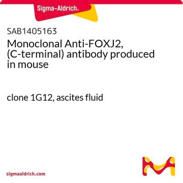 Monoclonal Anti-FOXJ2, (C-terminal) antibody produced in mouse clone 1G12, ascites fluid