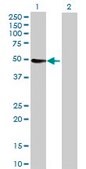 Anti-CYP3A4 antibody produced in rabbit IgG fraction of antiserum, buffered aqueous solution