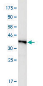 Monoclonal Anti-FMN2, (C-terminal) antibody produced in mouse clone 1C2, purified immunoglobulin, buffered aqueous solution