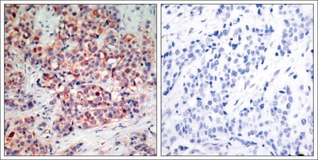 Anti-PTEN (Ab-370) antibody produced in rabbit affinity isolated antibody