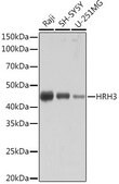 Anti-HRH3 antibody produced in rabbit