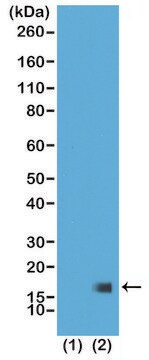 Anti-Trimethyl-Histone H3 (Lys27) antibody, Rabbit monoclonal recombinant, expressed in HEK 293 cells, clone RM175, purified immunoglobulin